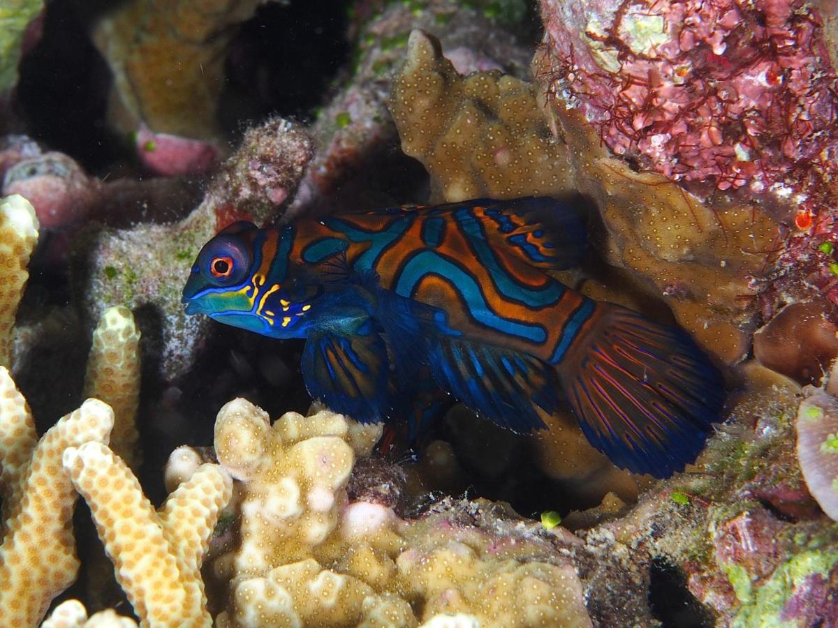 Dive Spot Asia Beach Resort Boljoon Luaran gambar