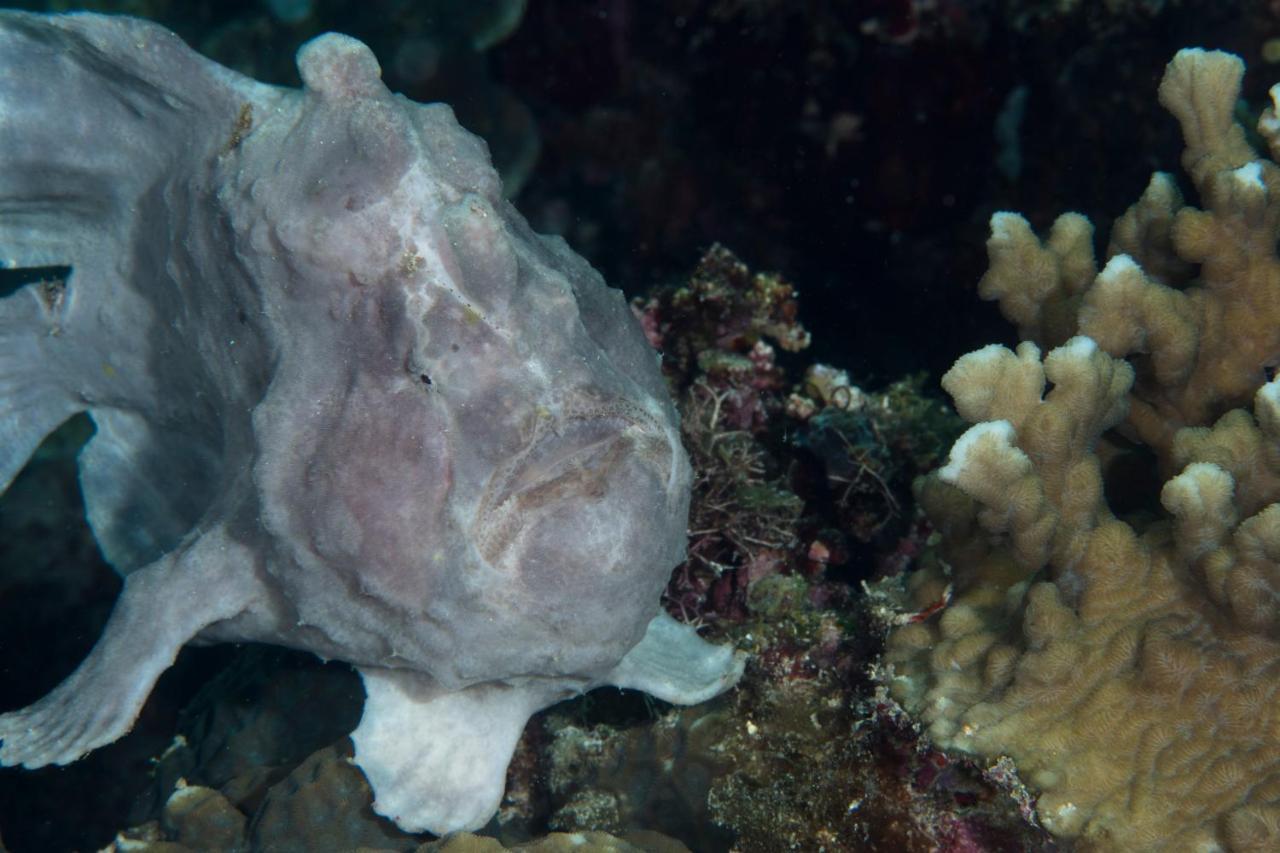Dive Spot Asia Beach Resort Boljoon Luaran gambar